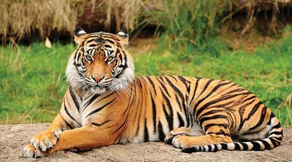 Nằm mơ thấy con hổ thì nên đánh số nào để đổi vận?