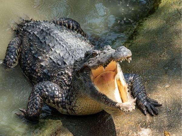 Mơ thấy cá sấu chọn con số nào? 